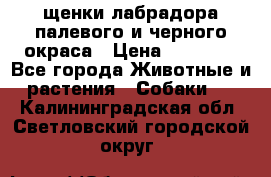 щенки лабрадора палевого и черного окраса › Цена ­ 30 000 - Все города Животные и растения » Собаки   . Калининградская обл.,Светловский городской округ 